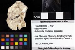 Foto (Objket + Etiketten) von Decapoda indet. 